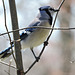 Blue Jays