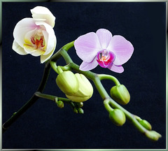 Orchid Duo...  ©UdoSm