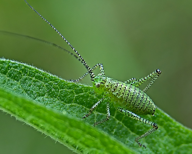 Larvae of a Large Green Grasshopper