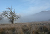 The Trossachs of Scotland: Mist in May