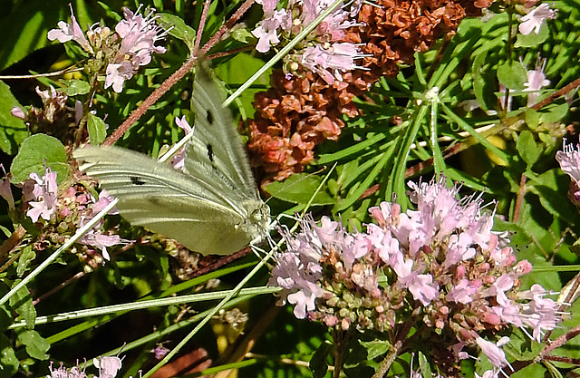 20210717 1800CPw [D~LIP] Dost (Oreganum vulgare), Kleiner Kohlweißling (pieris rapae), Bad Salzuflen