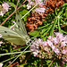 20210717 1800CPw [D~LIP] Dost (Oreganum vulgare), Kleiner Kohlweißling (pieris rapae), Bad Salzuflen