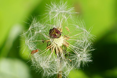 Winzige Wanze auf Pusteblume (Löwenzahn)