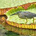 Striated Heron - Butorides striata