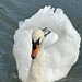 Cygne