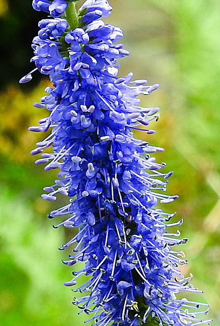 20230723 3097CPw [D~LIP] Langblättriger Ehrenpreis (Veronica longifolia), UWZ, Bad Salzuflen