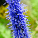 20230723 3097CPw [D~LIP] Langblättriger Ehrenpreis (Veronica longifolia), UWZ, Bad Salzuflen