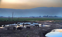 Water buffaloes at lake Hule with 1 PIP