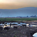 Water buffaloes at lake Hule with 1 PIP