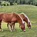 Haflinger auf der Neresalm