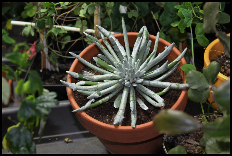 Senecio scaposus (5)