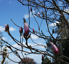 Le magnolia du jardin