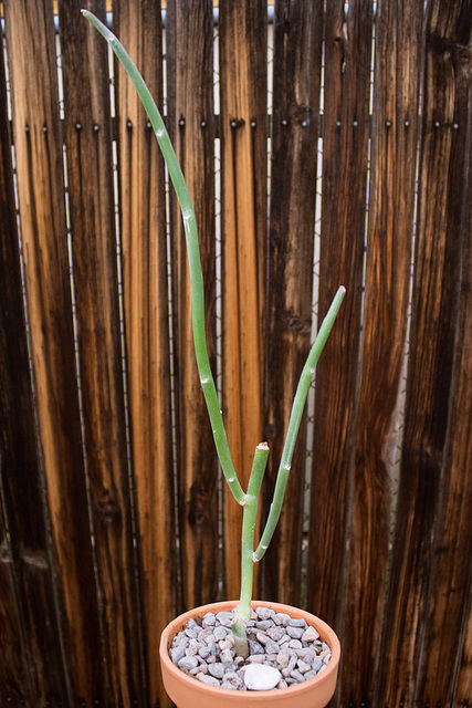 Slipper plant (Pedilanthus bracteatus)