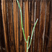 Slipper plant (Pedilanthus bracteatus)