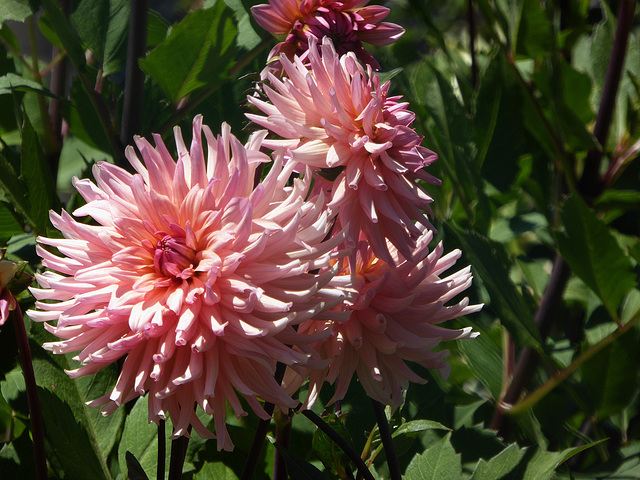 dahlias