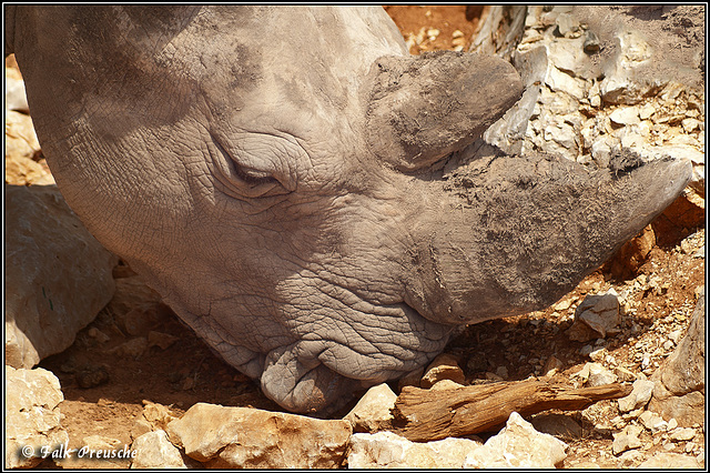 Zoo Barben - Nashorn