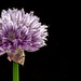 Chives