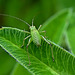 Larvae of a Large Green Grasshopper