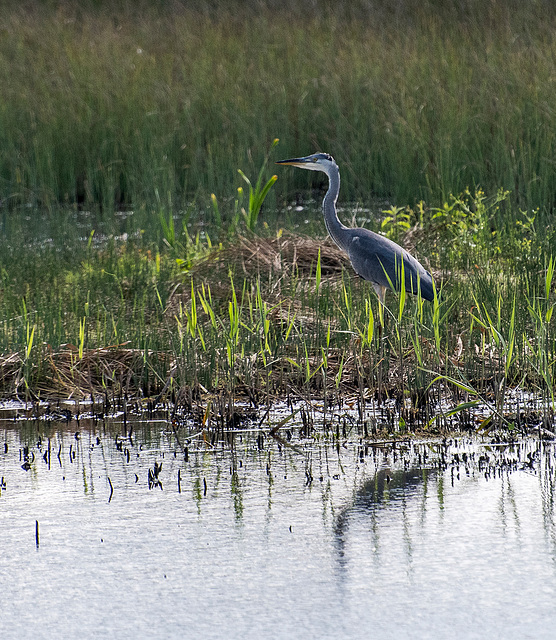 Heron at the marsh covert hide