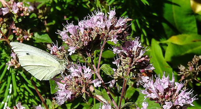 20210717 1802CPw [D~LIP] Dost (Oreganum vulgare), Kleiner Kohlweißling (pieris rapae), Bad Salzuflen