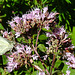 20210717 1802CPw [D~LIP] Dost (Oreganum vulgare), Kleiner Kohlweißling (pieris rapae), Bad Salzuflen