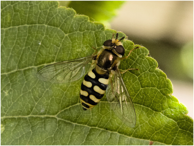 IMG 9990 Hoverfly