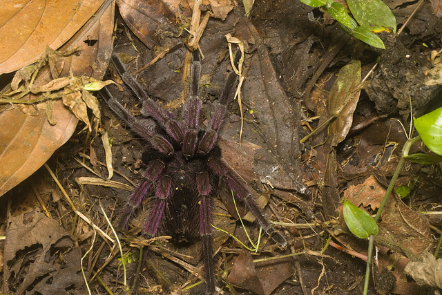 IMG 0038 Tarantula