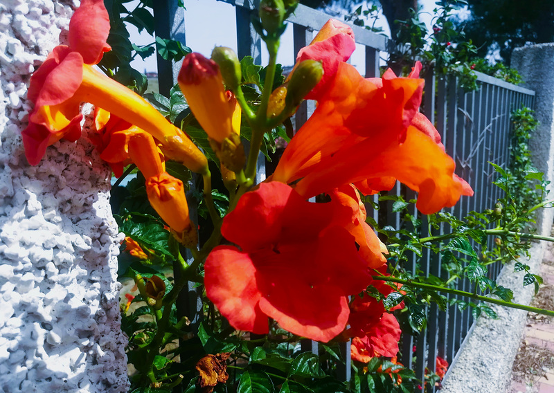 HFF. Trumpet vine.