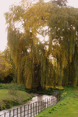 Willow on the River Lavant