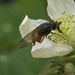 5T2A5185-CR3 DxO DeepPRIME -1Heinenken Hoverflyv3