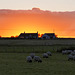 HFF Gills Caithness Scotland 13th September 2025