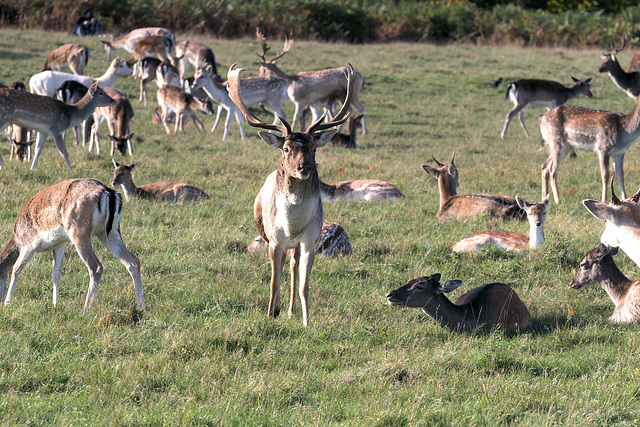 EF7A5218-CR2 DxO DeepPRIME -1Deerv2