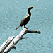 Double-crested comorant st bruno may 2015 DSC 1180