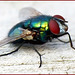 Fly