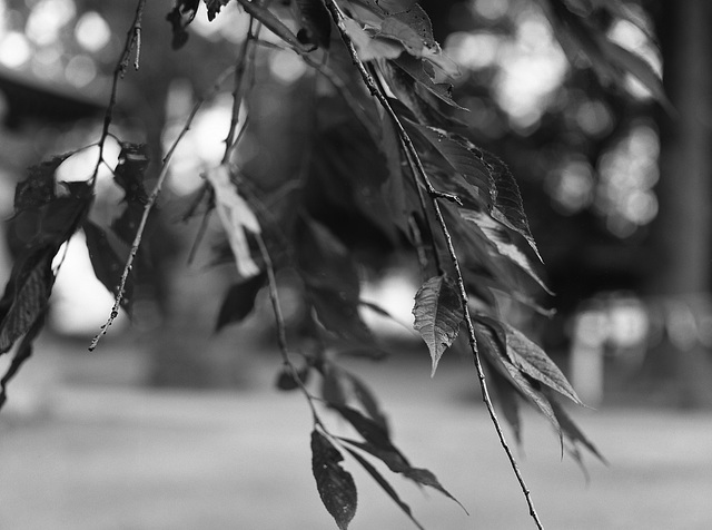 Branch in the breeze