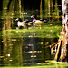 A pair of Wood Ducks