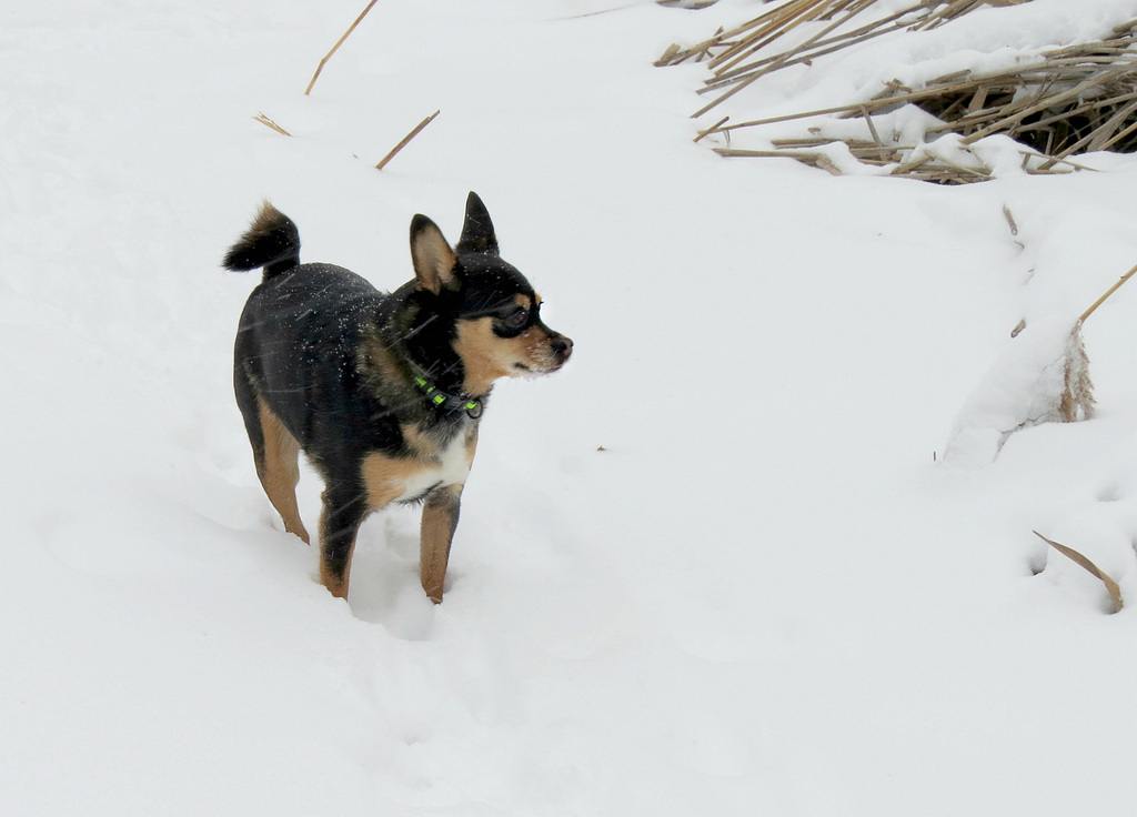 Maggie is weathering the snowstorm.