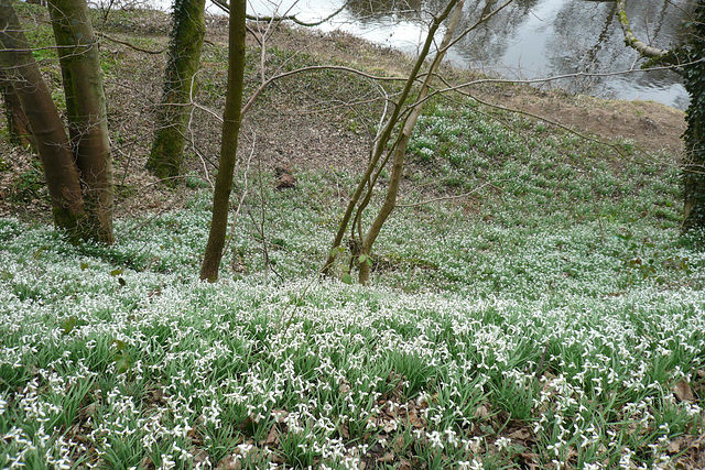 Snowdrops By The Clyde