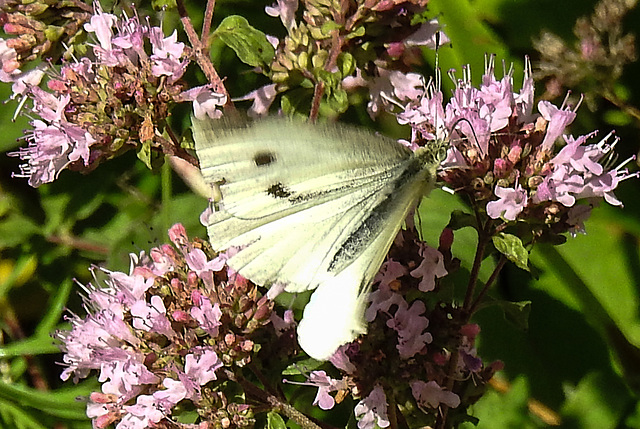 20210717 1804CPw [D~LIP] Dost (Oreganum vulgare), Kleiner Kohlweißling (pieris rapae), Bad Salzuflen