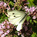 20210717 1804CPw [D~LIP] Dost (Oreganum vulgare), Kleiner Kohlweißling (pieris rapae), Bad Salzuflen