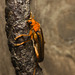 IMG 0046 Beetle