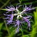 20230723 3099CPw [D~LIP] Pracht-Nelke (Dianthus superbus), UWZ, Bad Salzuflen