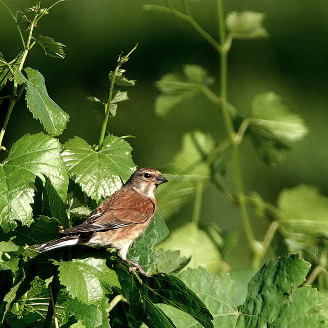 *Linotte mélodieuse* - Common Linnet, (Linaria cannabina)