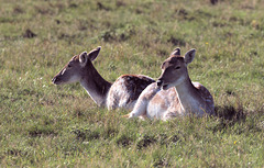 EF7A5239-CR2 DxO DeepPRIME -1Deerv3