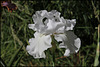 Blanc 1-non identifié ( maman ) (3)