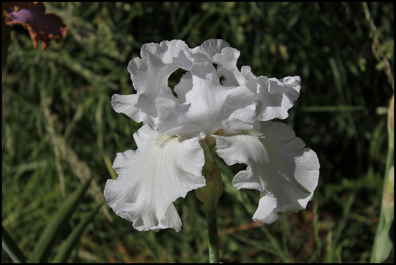 Blanc 1-non identifié ( maman ) (3)