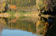 reflected autumn