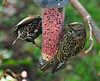 Feeding Starlings