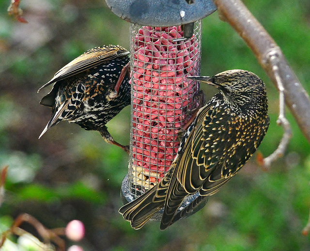 Feeding Starlings