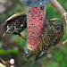 Feeding Starlings